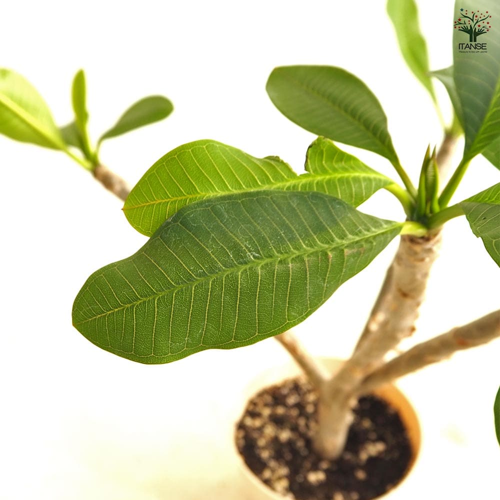 プルメリアの苗 ドルチェミーア 【花木苗 5号／1個売り】｜ 【植物の