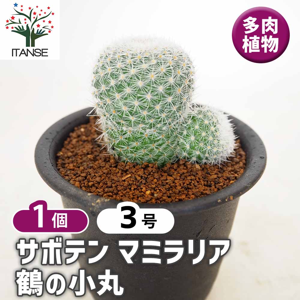 サボテン マミラリア 鶴の小丸 【多肉植物 3号／1個売り】｜ 【植物の
