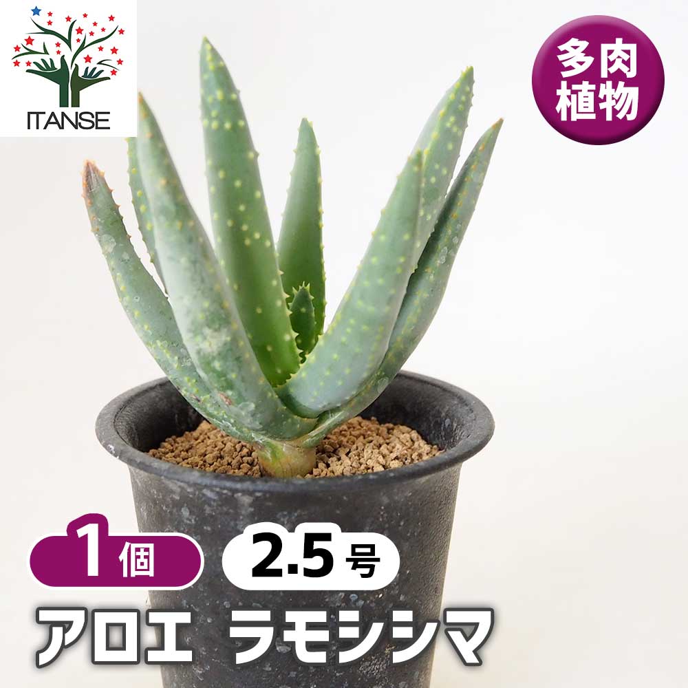 アロエ ラモシシマ 【 多肉植物 2.5号 ／1個売り 】｜ 【植物の