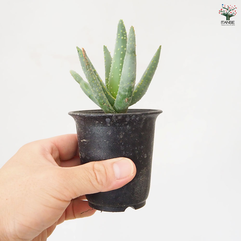 アロエ ラモシシマ 【 多肉植物 2.5号 ／1個売り 】｜ 【植物の
