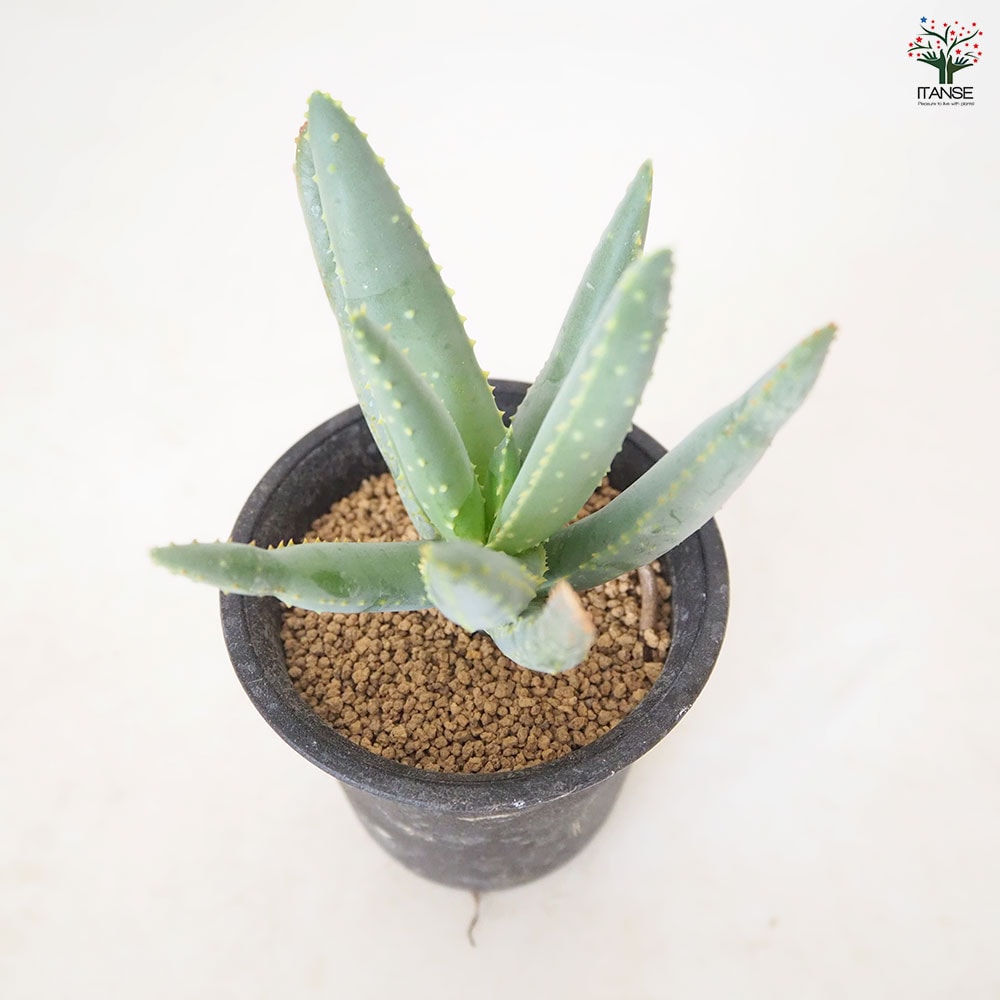 アロエ ラモシシマ 【 多肉植物 2.5号 ／1個売り 】｜ 【植物の