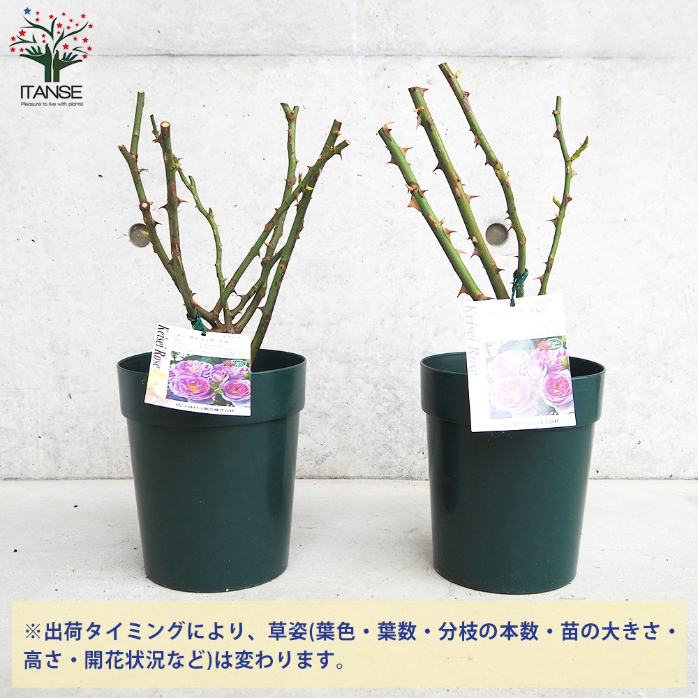 薔薇苗 アークティック・ブルー 接木【花苗 6号鉢／1個売り】｜ 【植物