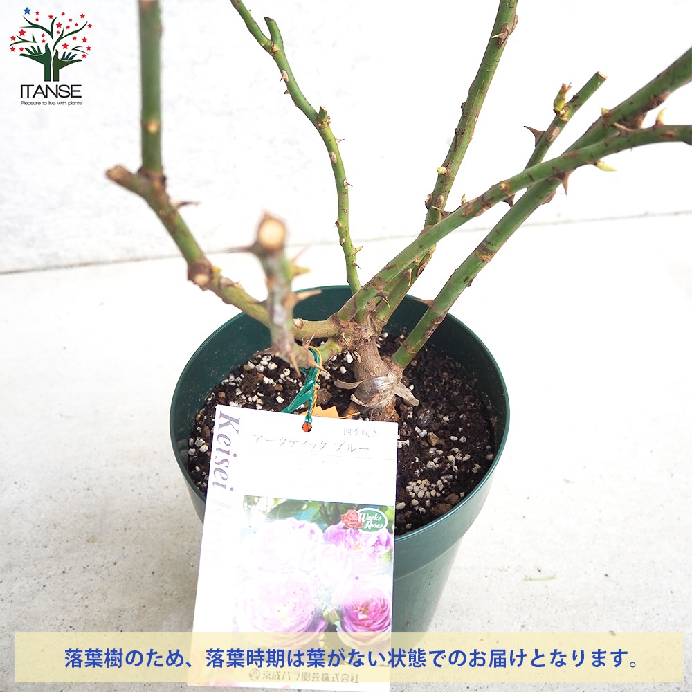 薔薇苗 アークティック・ブルー 接木【花苗 6号鉢／1個売り】｜ 【植物
