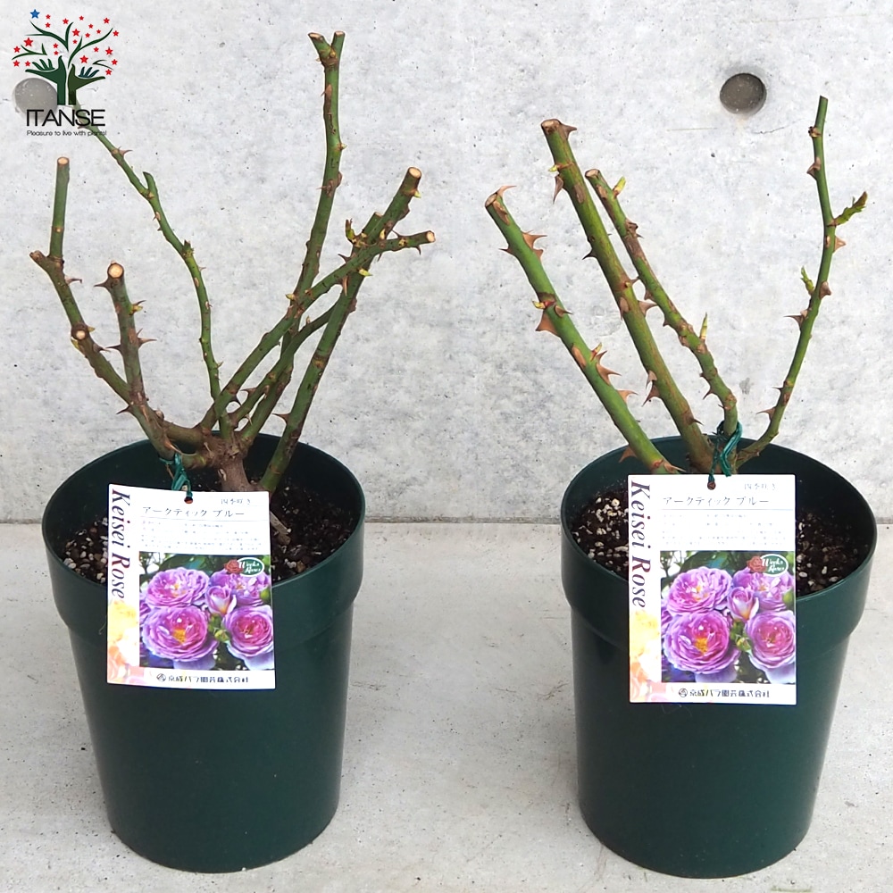 薔薇苗 アークティック・ブルー 接木【花苗 6号鉢／1個売り】｜ 【植物