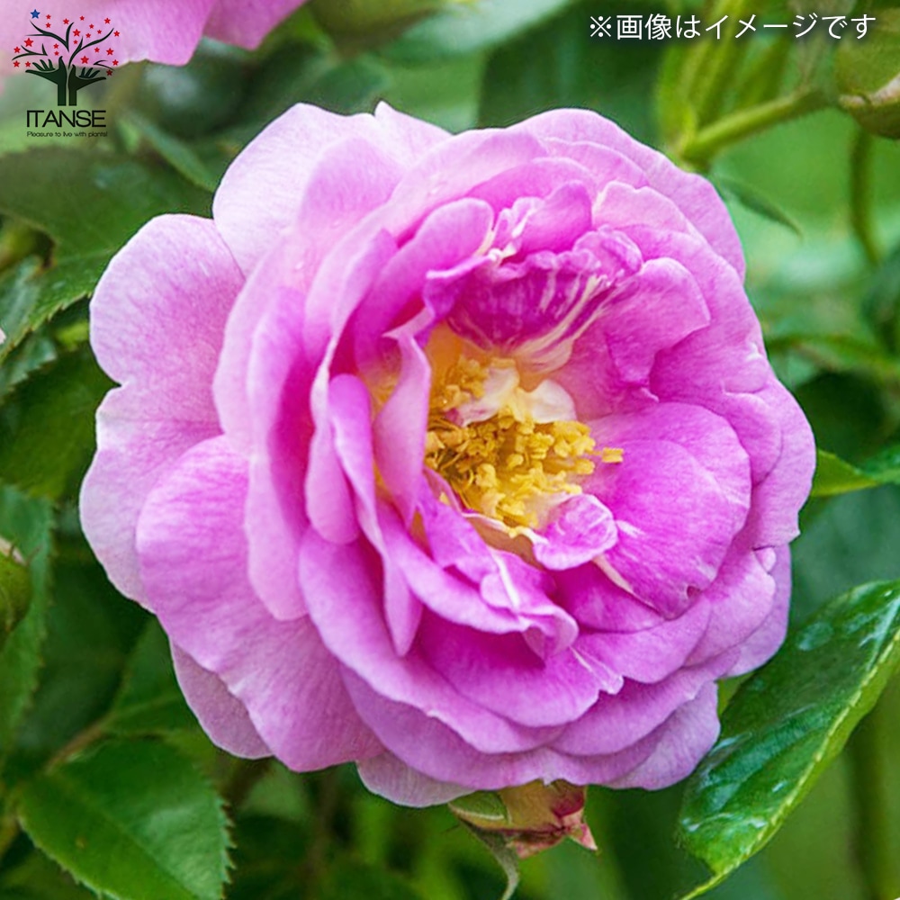 薔薇苗 アークティック・ブルー 接木【花苗 6号鉢／1個売り】｜ 【植物