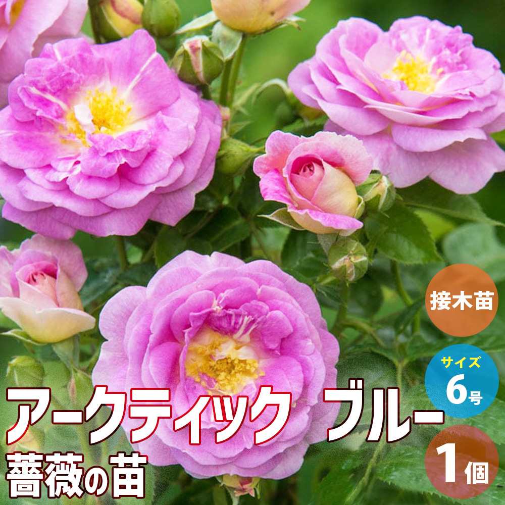 薔薇苗 アークティック・ブルー 接木【花苗 6号鉢／1個売り】｜ 【植物
