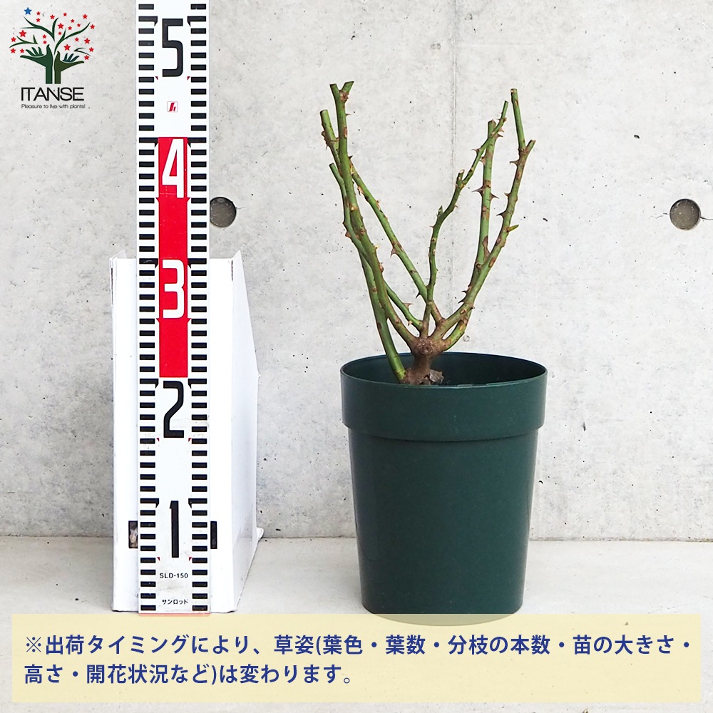 バラ接木開花苗 薔薇苗 アークティック・ブルー 接木【花苗 6号鉢／1個売り】｜ 【植物