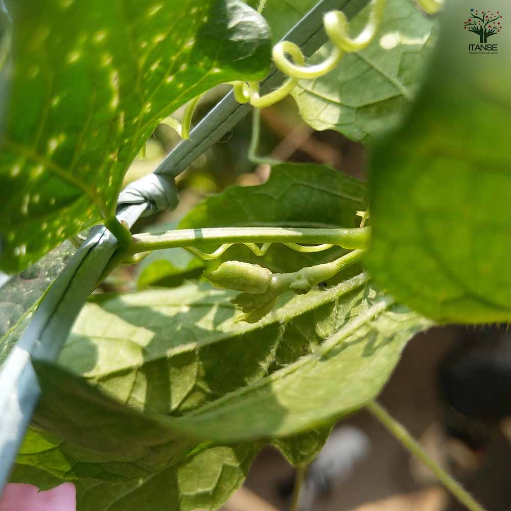 F1節成りゴーヤー(品種:F1節成ゴーヤ島娘)2個～【自根苗9cmポット】