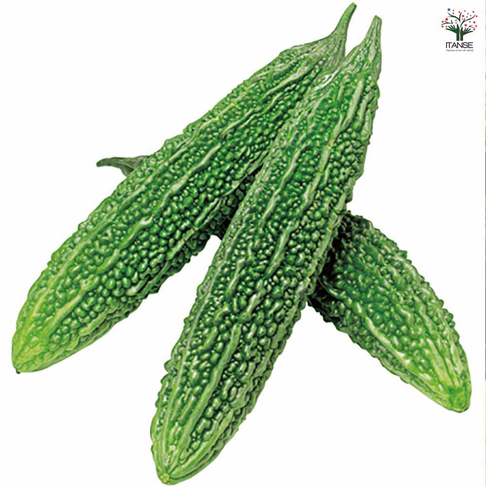 F1節成りゴーヤー(品種:F1節成ゴーヤ島娘)2個～【自根苗9cmポット】