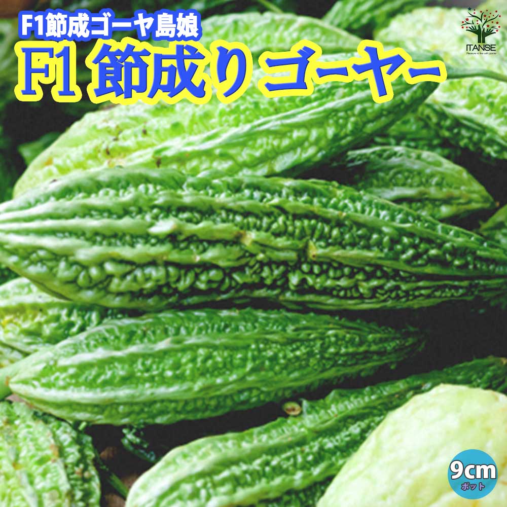 F1節成りゴーヤー(品種:F1節成ゴーヤ島娘)2個～【自根苗9cmポット】