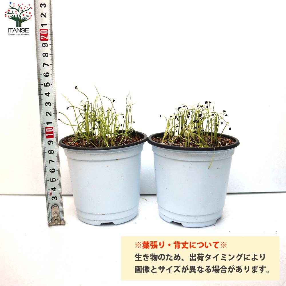下仁田ねぎの苗 多粒蒔き苗／とろ～り甘い:しもにたネギ2個～【野菜の苗 10.5cm半硬質ポット 実生苗】