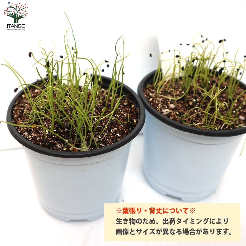 下仁田ねぎの苗 多粒蒔き苗／とろ～り甘い:しもにたネギ2個～【野菜の苗 10.5cm半硬質ポット 実生苗】