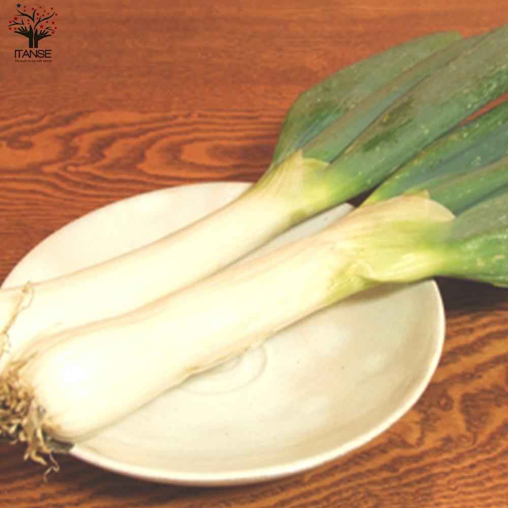 下仁田ねぎの苗 多粒蒔き苗／とろ～り甘い:しもにたネギ2個～【野菜の苗 10.5cm半硬質ポット 実生苗】