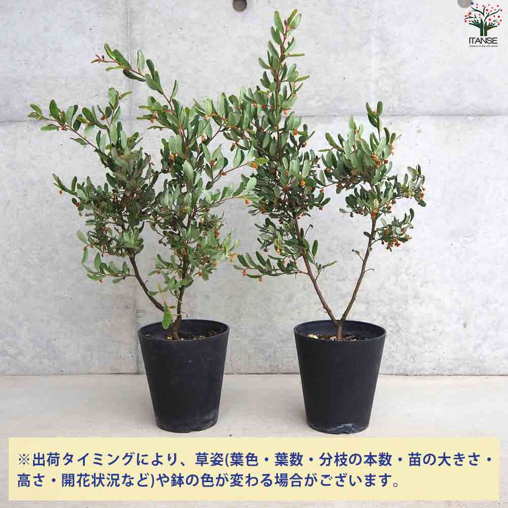 グレビレア クリソフィア 【庭木 5号鉢】｜ 【植物のITANSE