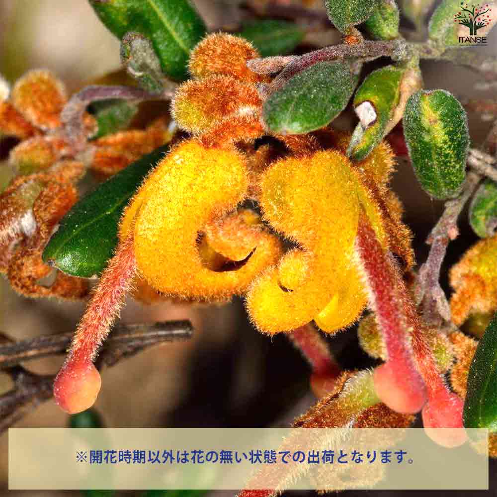 グレビレア クリソフィア 【庭木 5号鉢】｜ 【植物のITANSE
