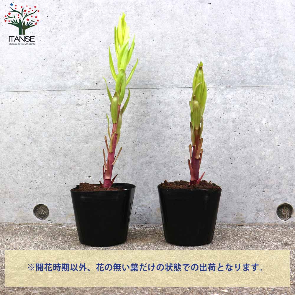 信州産　カサブランカ　白・桃色 信州産 カサブランカ 白・桃色 【公式通販】