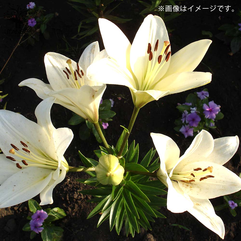 百合・カサブランカ(白花) 芽出し苗【花苗 3.5号ポット】｜ 【植物の 