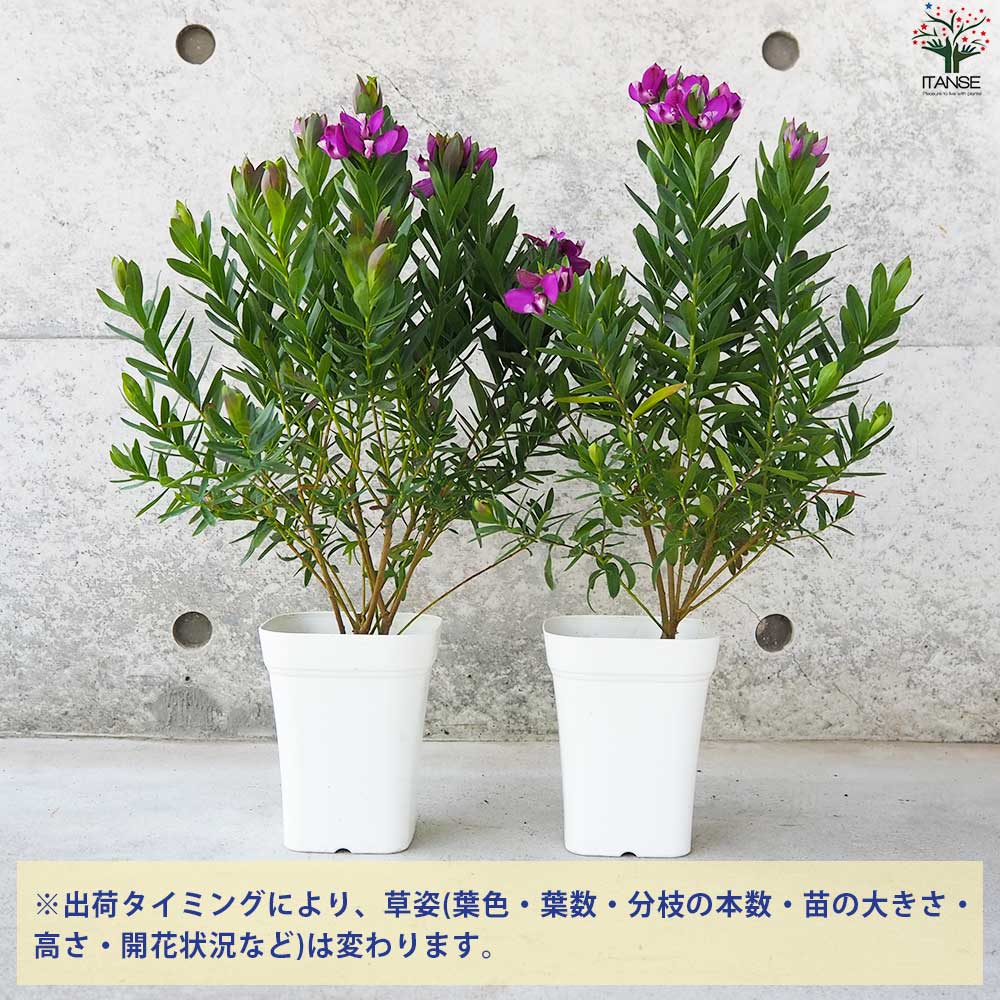 ポリガラ ミルティフォリア グランディフローラ【花苗 4号鉢