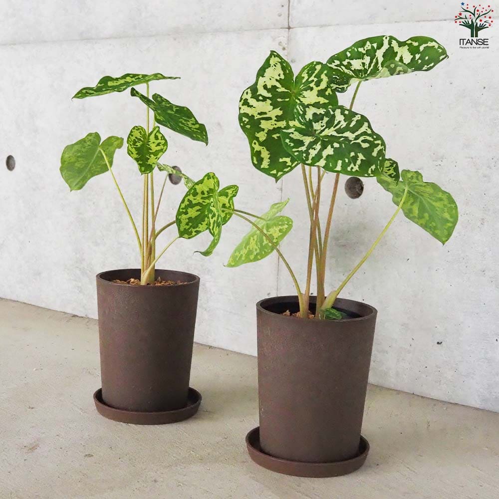 アロカシア (カラジウム) ヒロビューティー【観葉植物 5号鉢