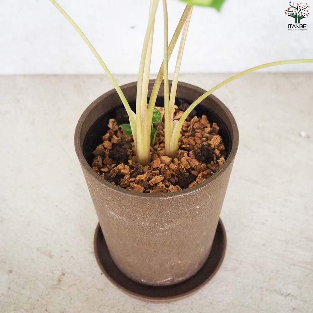 アロカシア (カラジウム) ヒロビューティー【観葉植物 5号鉢