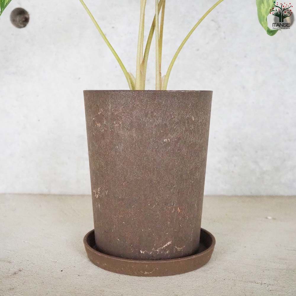 アロカシア (カラジウム) ヒロビューティー【観葉植物 5号鉢