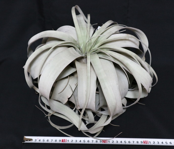 Itanse良品ｾﾚｸﾄ通販