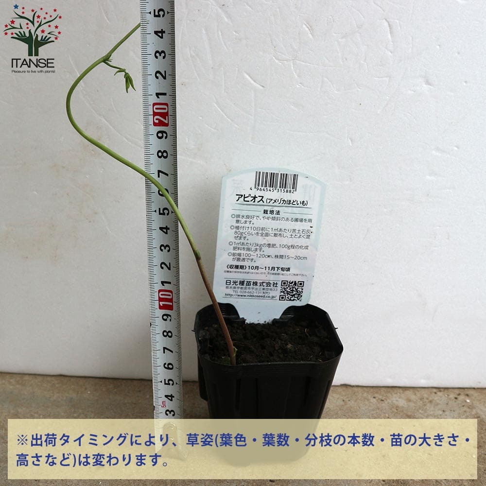 アピオスの苗 【野菜の苗 9cmポット 芽出し苗売り】