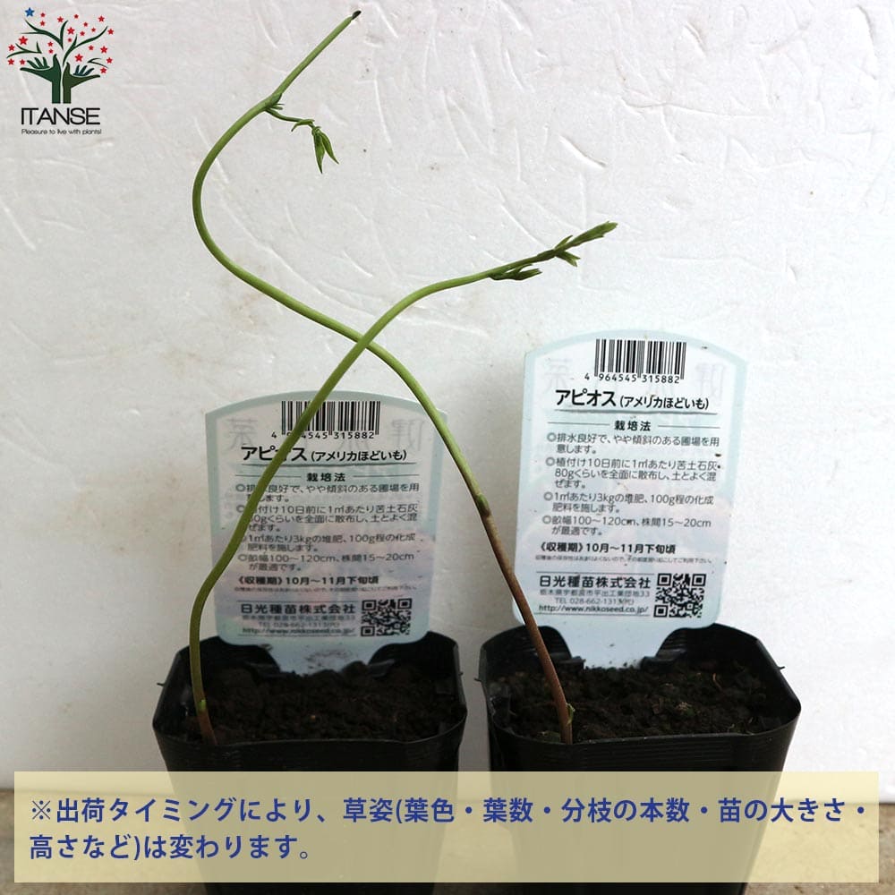 アピオスの苗 【野菜の苗 9cmポット 芽出し苗売り】