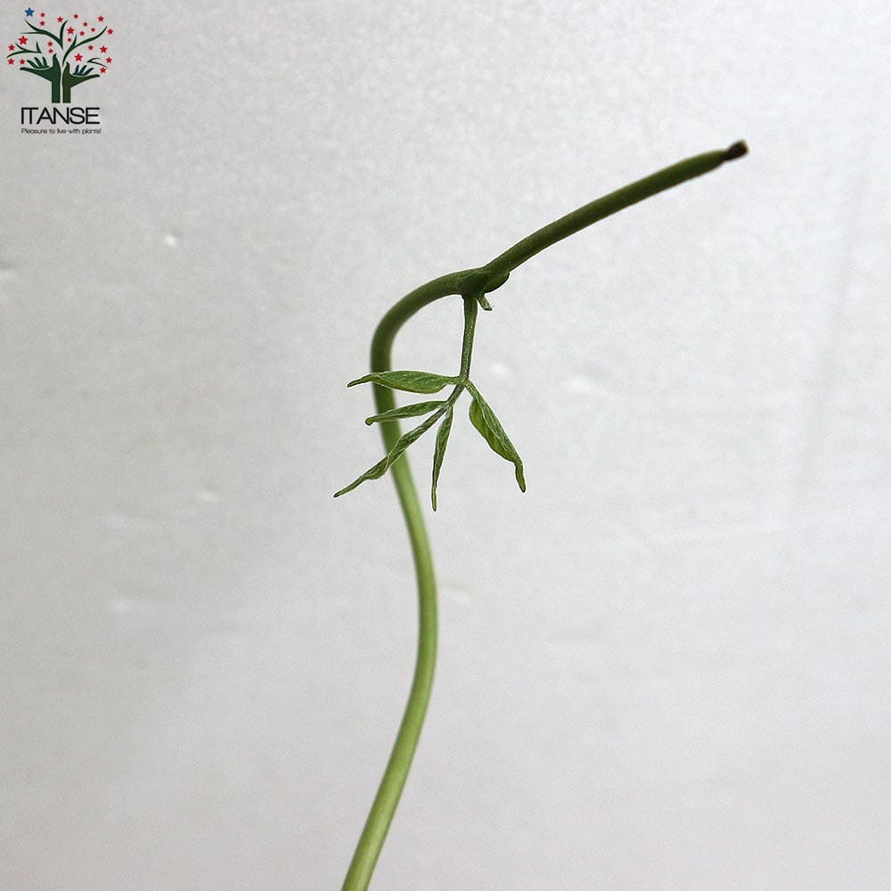 アピオスの苗 【野菜の苗 9cmポット 芽出し苗売り】