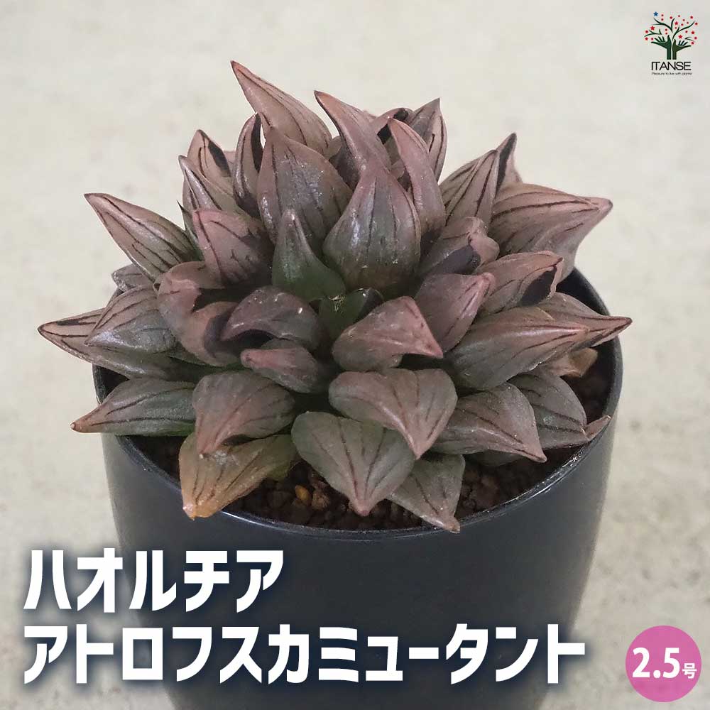 青緑色の多肉植物*6 青緑色の多肉植物*6 11月24日【多肉植物】名前にブルー