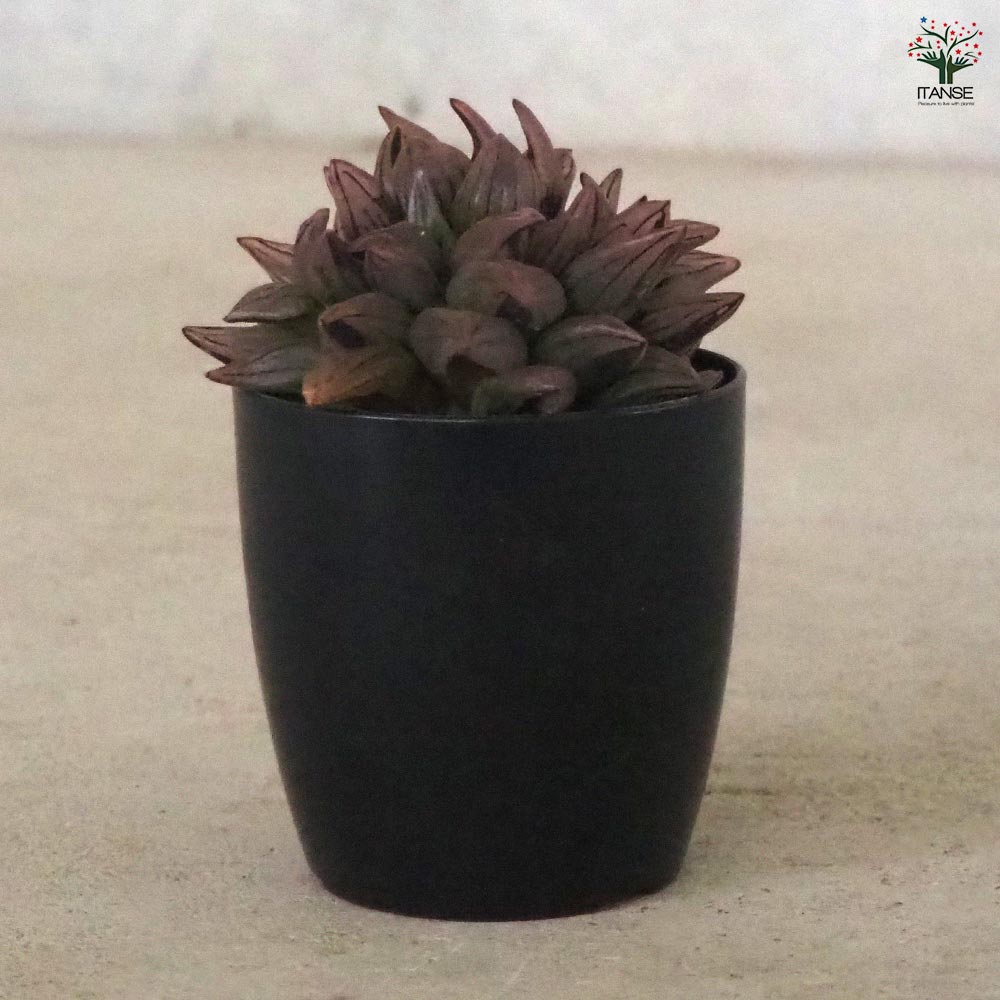 ハオルチア(青) アトロフスカミュータント 【多肉植物 2.5号