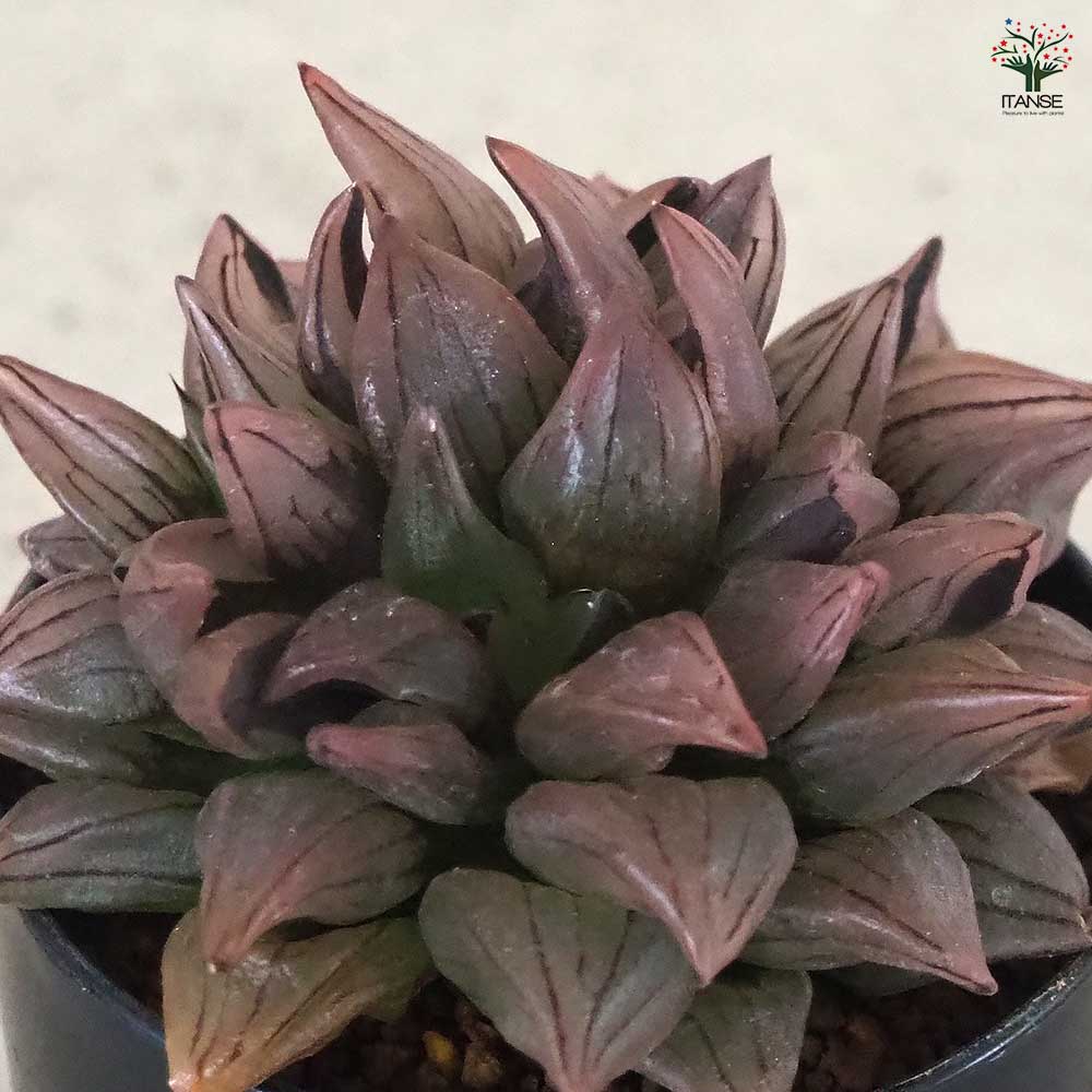 19A ハオルチア　多肉植物　アトロフスカミュータント錦糊斑　自家繁殖 多肉植物】アトロフスカミュータント錦！品種紹介 haworthia