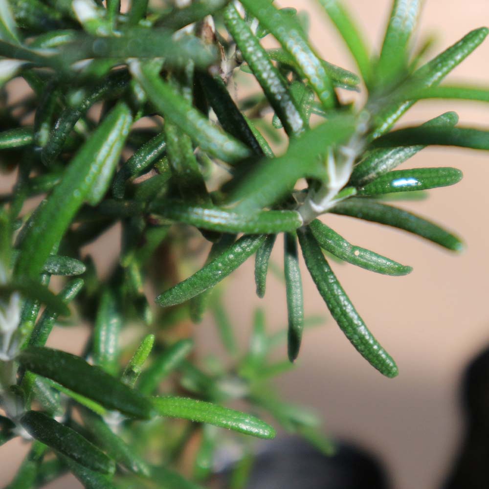 ローズマリー ダンシングウォーターの苗【ハーブ苗9cmポット】