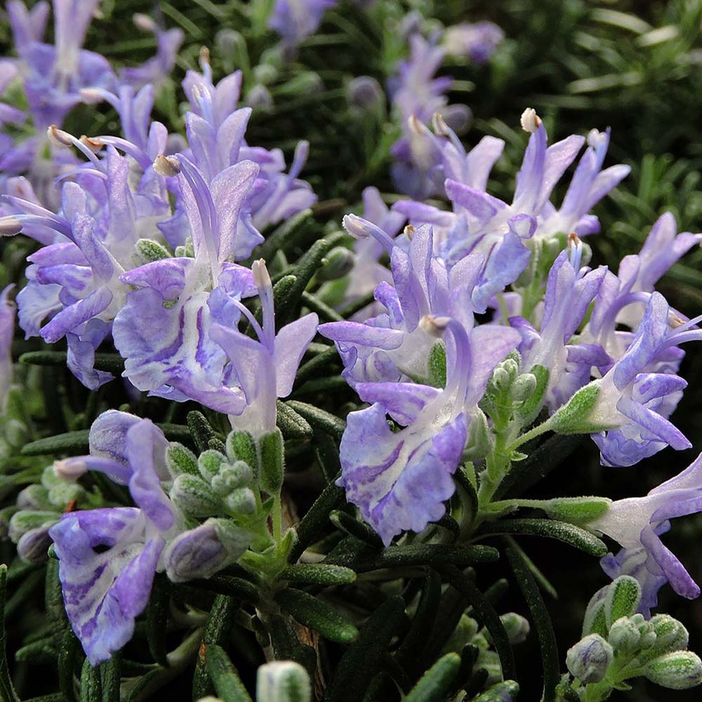 ローズマリー ダンシングウォーターの苗【ハーブ苗9cmポット】