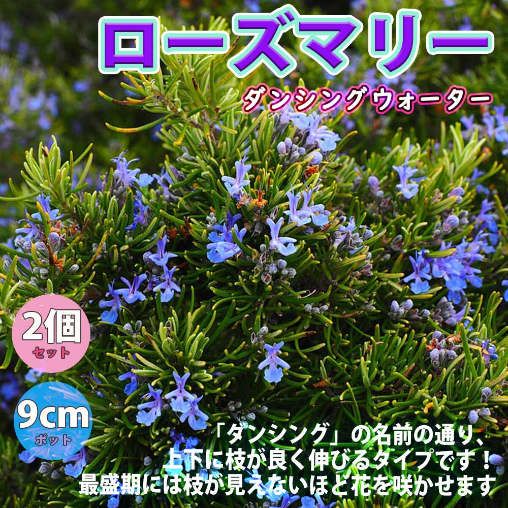 ローズマリー ダンシングウォーターの苗【ハーブ苗9cmポット】