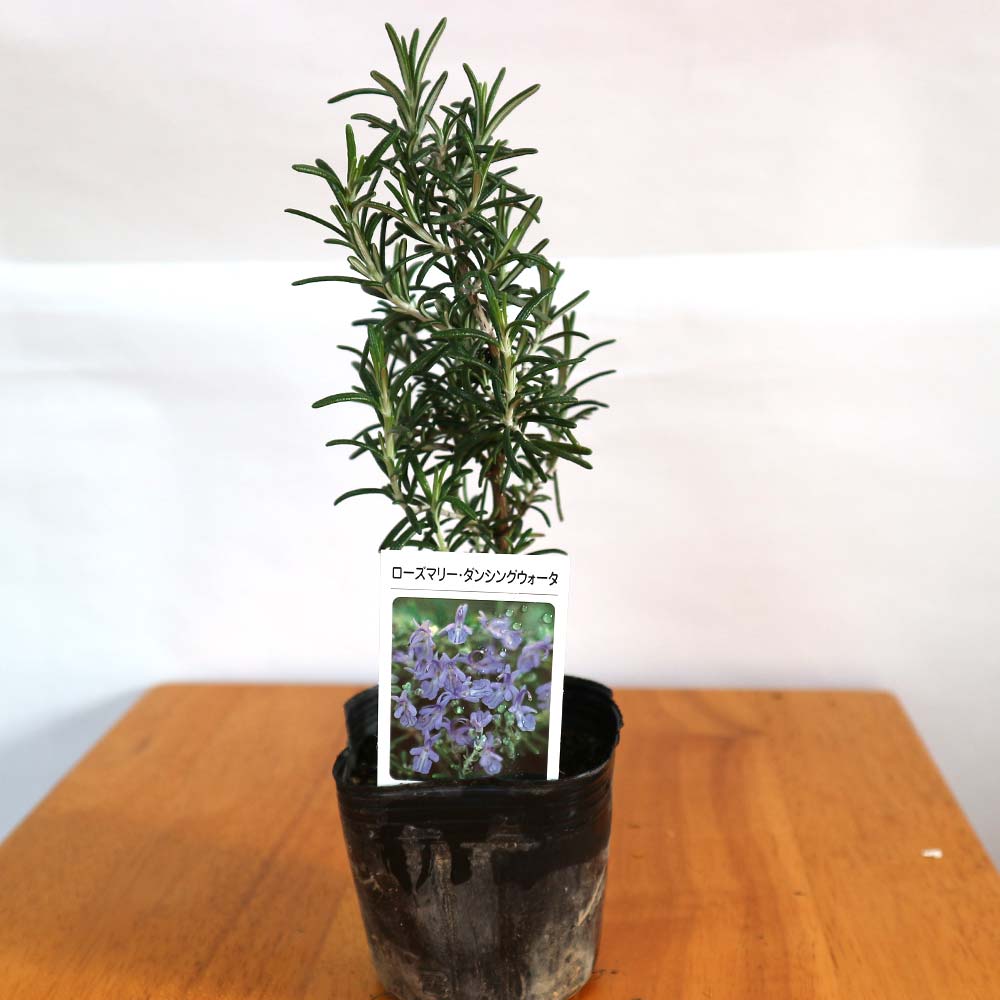 ローズマリー ダンシングウォーターの苗【ハーブ苗9cmポット】
