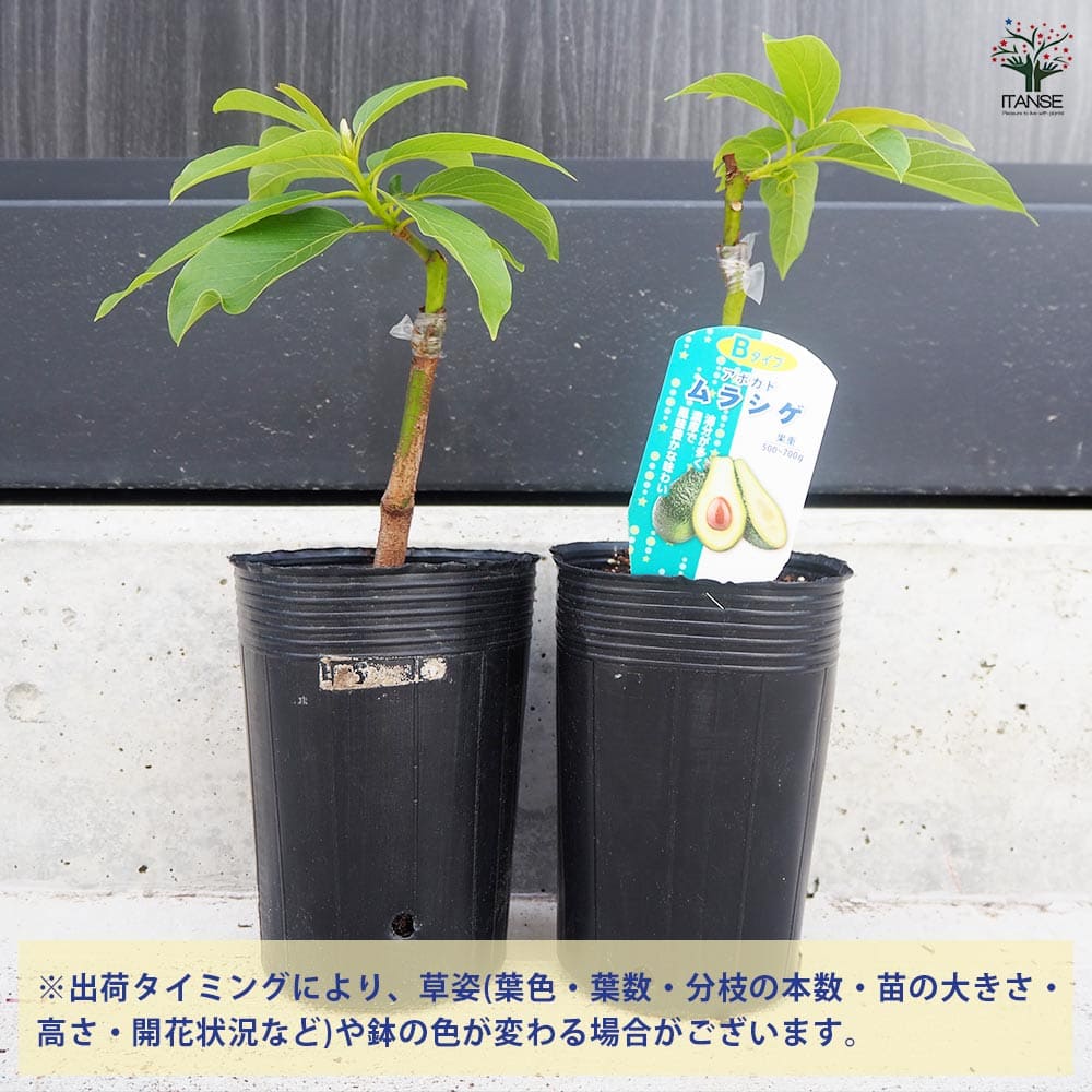 アボカド ムラシゲ 【果樹の苗木 4.5号ロングポット／1個売り