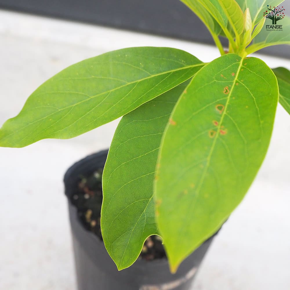 アボカド ムラシゲ 【果樹の苗木 4.5号ロングポット／1個売り