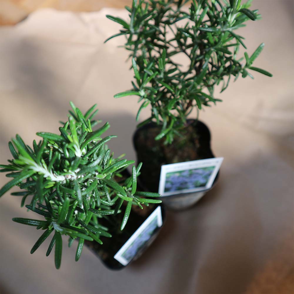 ローズマリー ダンシングウォーターの苗【ハーブ苗9cmポット】