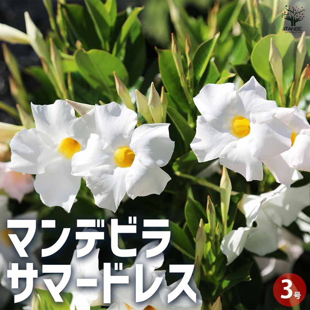 マンデビラ サマードレス 【花苗 3号ポット】