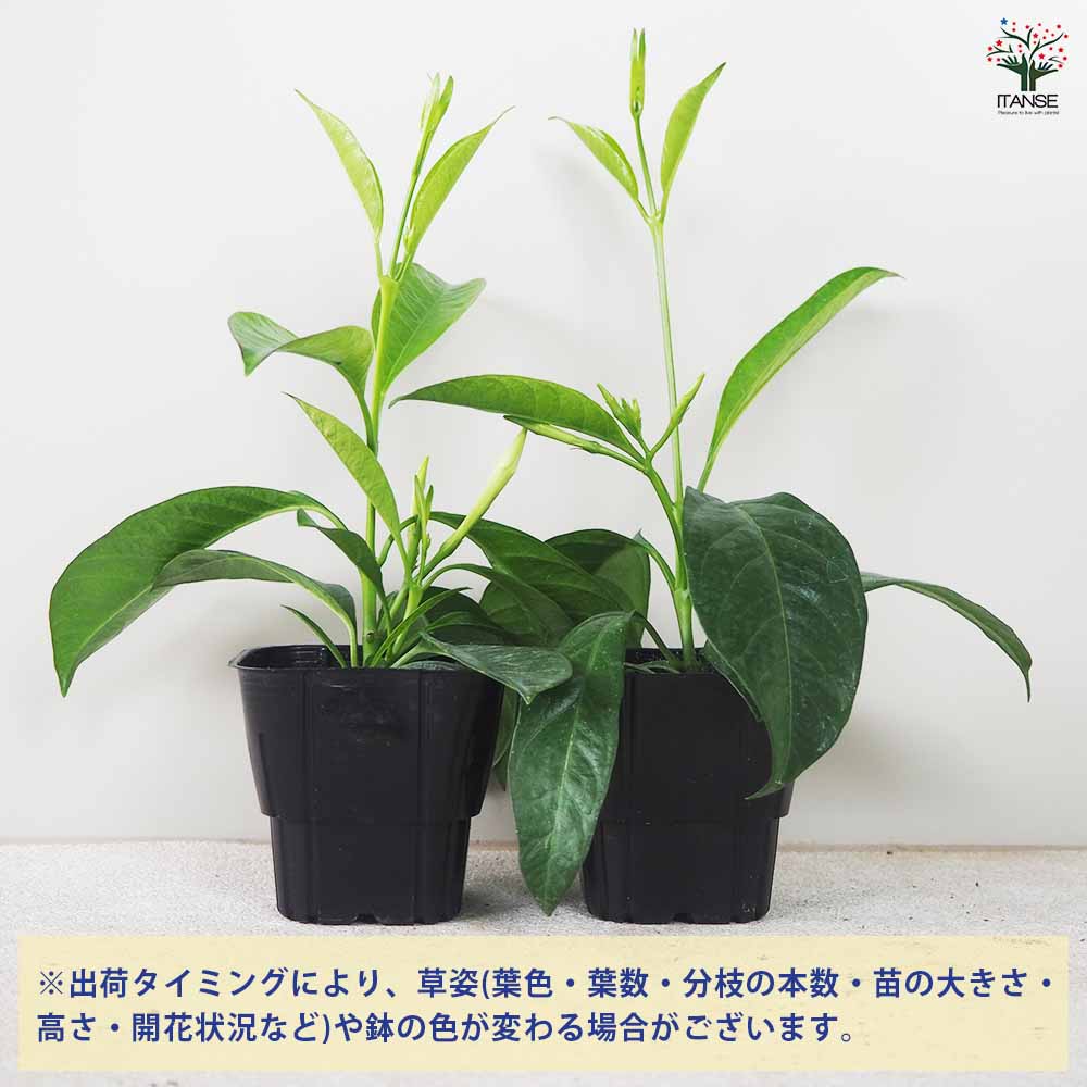 マンデビラ サマードレス 【花苗 3号ポット】