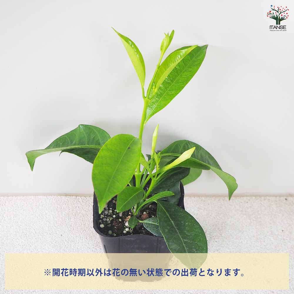 マンデビラ サマードレス 【花苗 3号ポット】