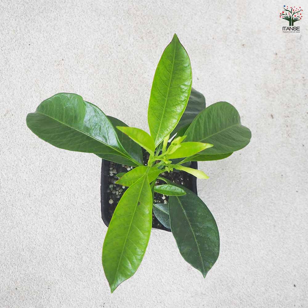 マンデビラ サマードレス 【花苗 3号ポット】