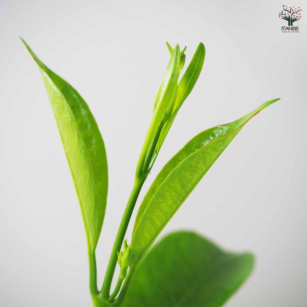 マンデビラ サマードレス 【花苗 3号ポット】