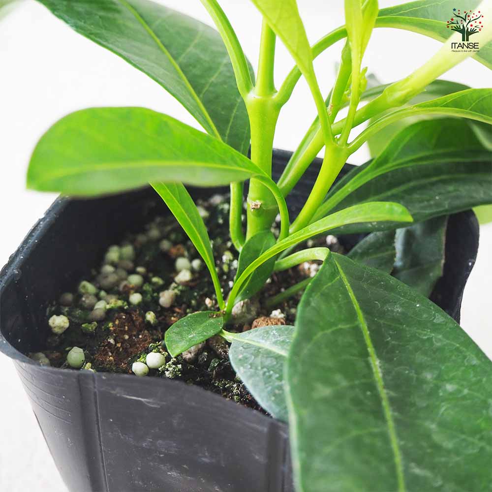 マンデビラ サマードレス 【花苗 3号ポット】