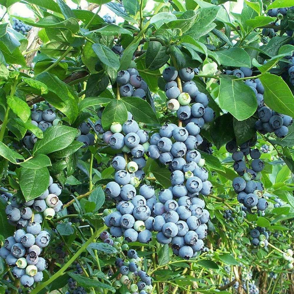 Itanse良品ｾﾚｸﾄ通販