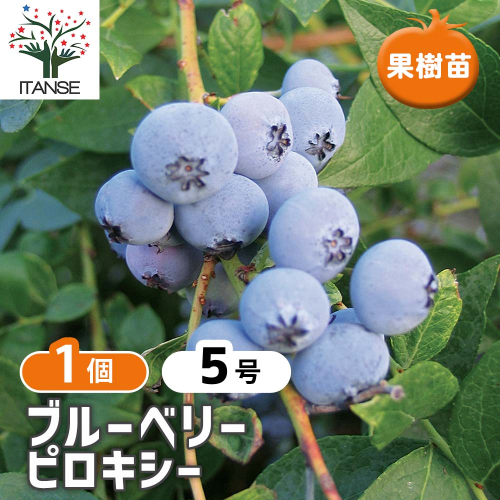 大実サザンハイブッシュ系ブルーベリー ビロキシー【果樹苗 挿し木苗