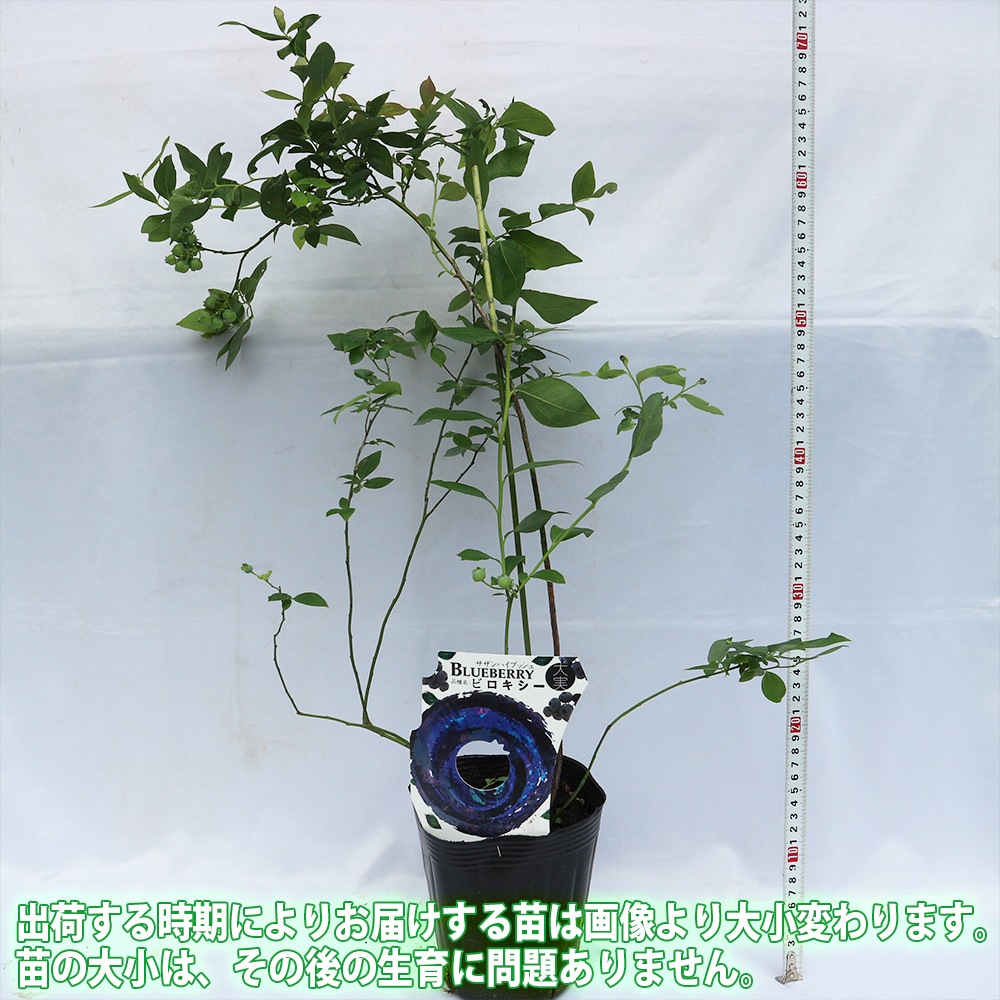 大実サザンハイブッシュ系ブルーベリー ビロキシー【果樹苗 挿し木苗