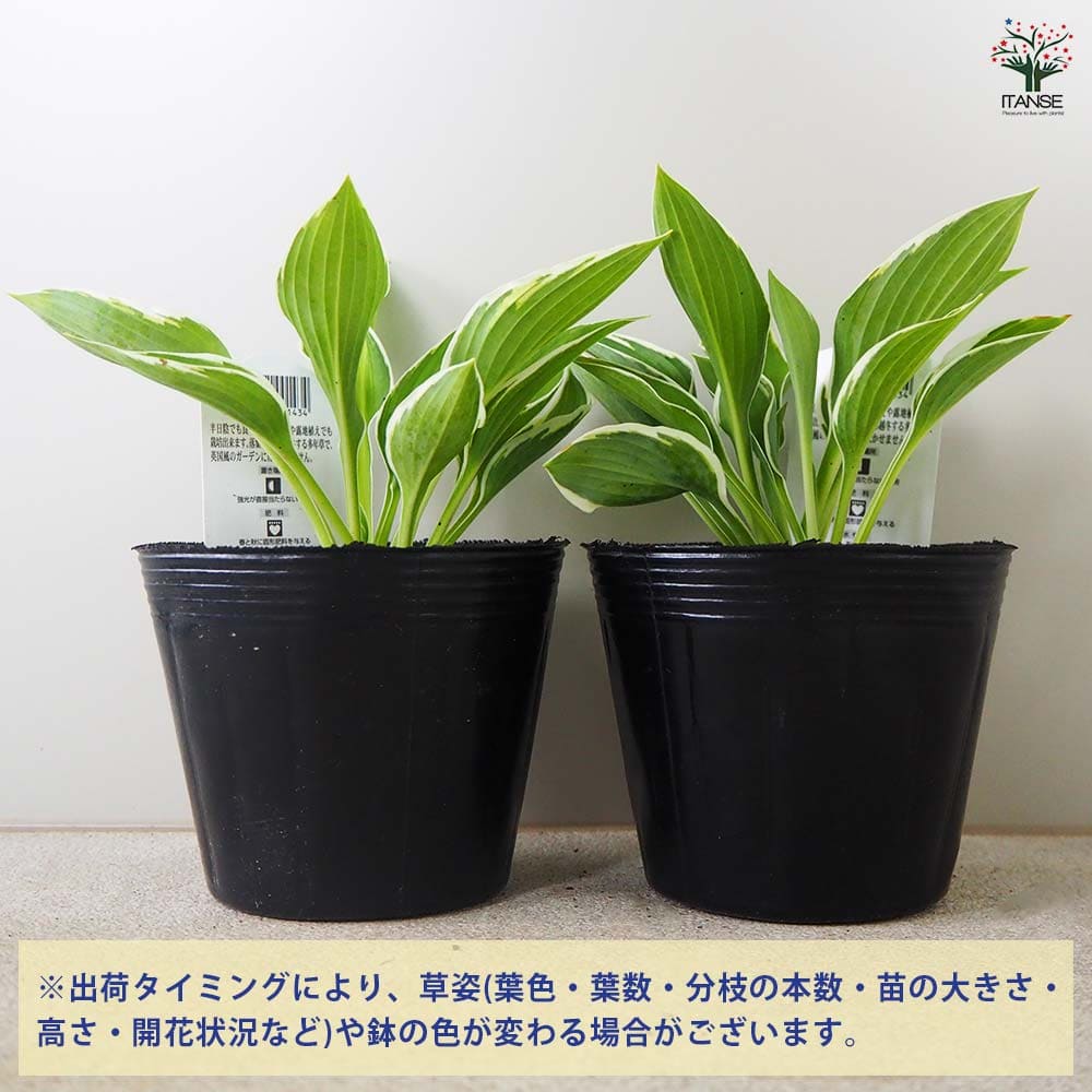 ホスタ フランシー 【花苗 3.5号ポット／1個売り】｜ 【植物の