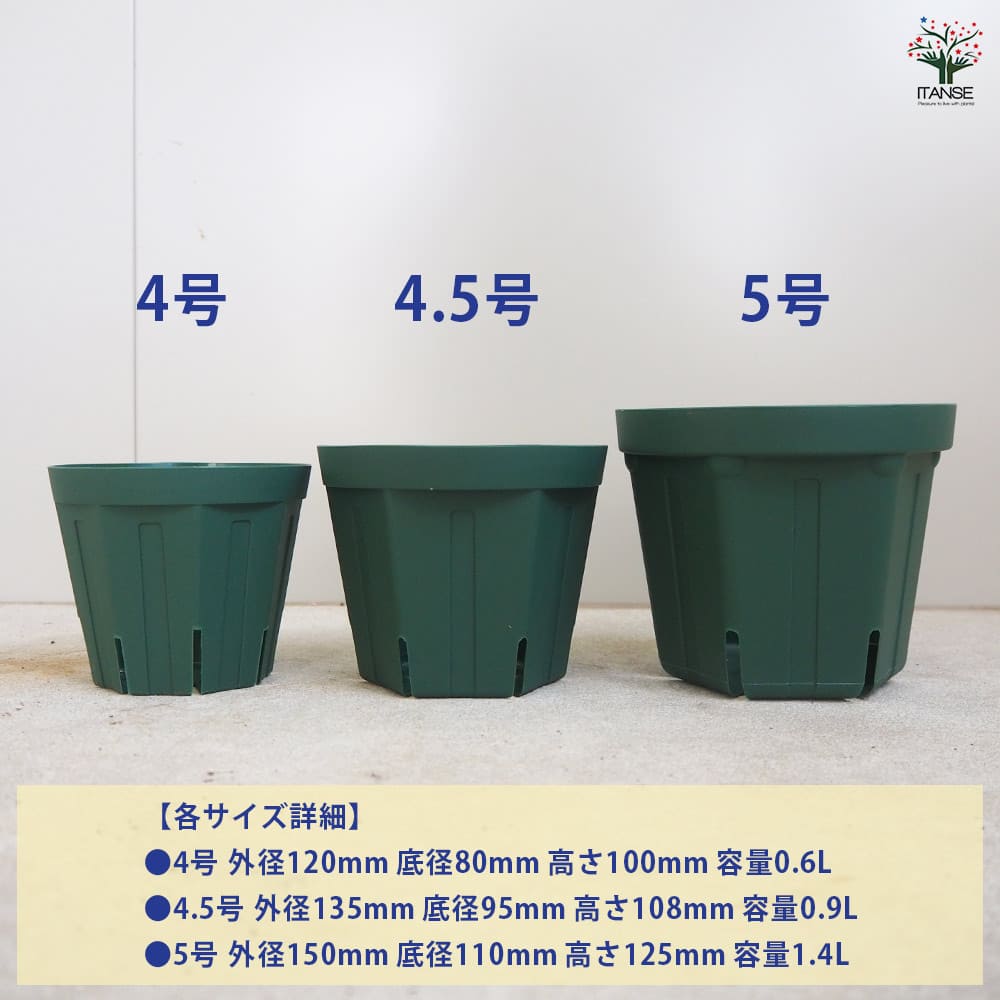 スリット鉢 【プラ鉢 5号】｜ 【植物のITANSE】全品送料無料・即